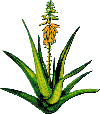 Aloe Vera - Prudukte vom Marktf�hrer Forever Living: Vertrauen Sie dem Original!